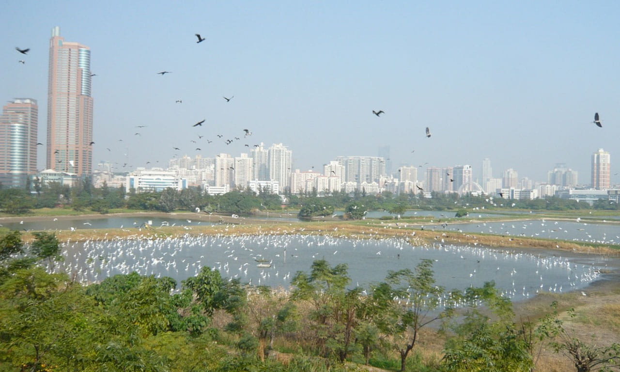 One of Aurecon’s recent key environmental projects was helping regenerate the 32-hectare Lok Ma Chau Ecological Enhancement Area in Hong Kong to improve its biological diversity and ecological value.