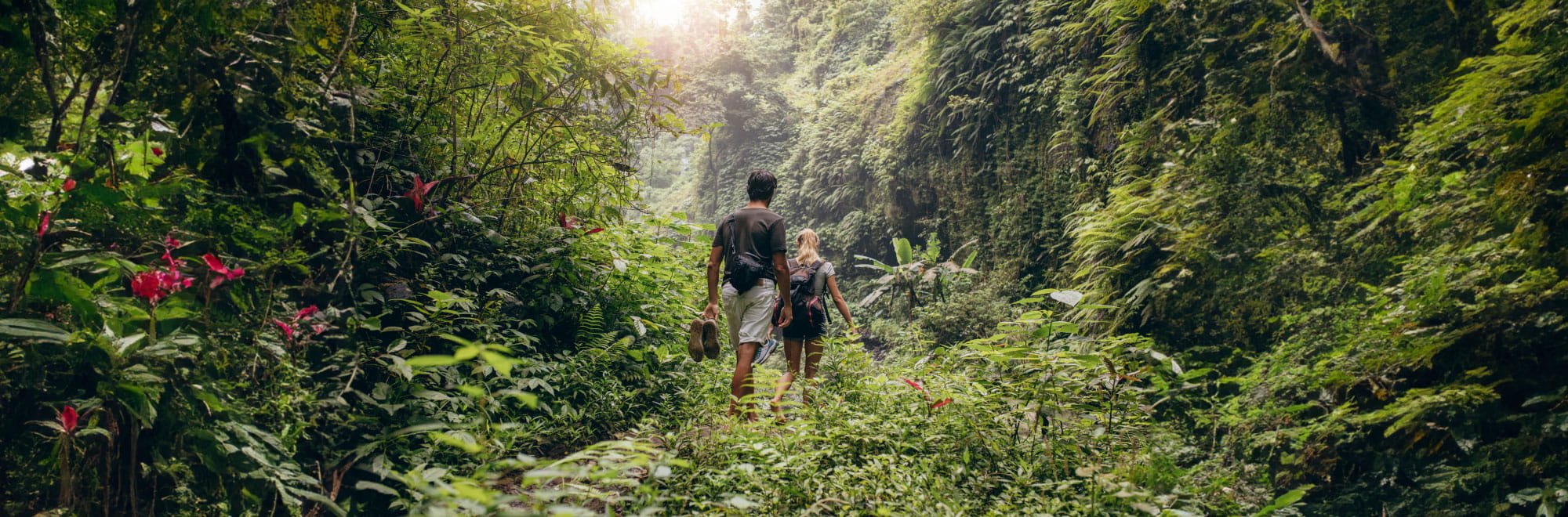 Hikers following lush overgrown rainforest trail. Presenter images overlayed, order top to bottom: Jeremy Cooper, Belinda Wade, Ryan Isaacs.